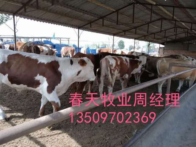 山西省忻州市肉牛场_利木赞牛
